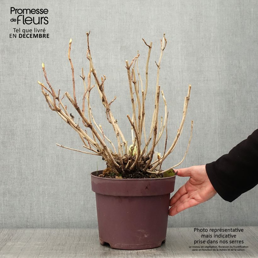 Esemplare di Hydrangea macrophylla Xian - Ortensia Vaso da 7,5L/10L come consegnato in autunno