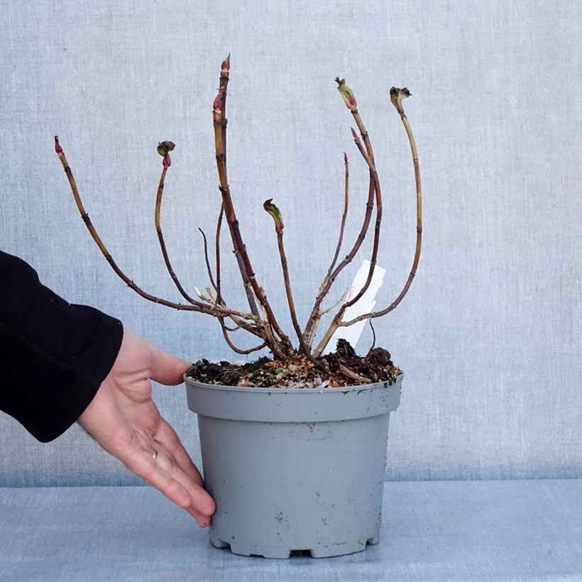 Hydrangea macrophylla You and Me Forever - Ortensia Vaso da 2L/3L esemplare consegnato in inverno