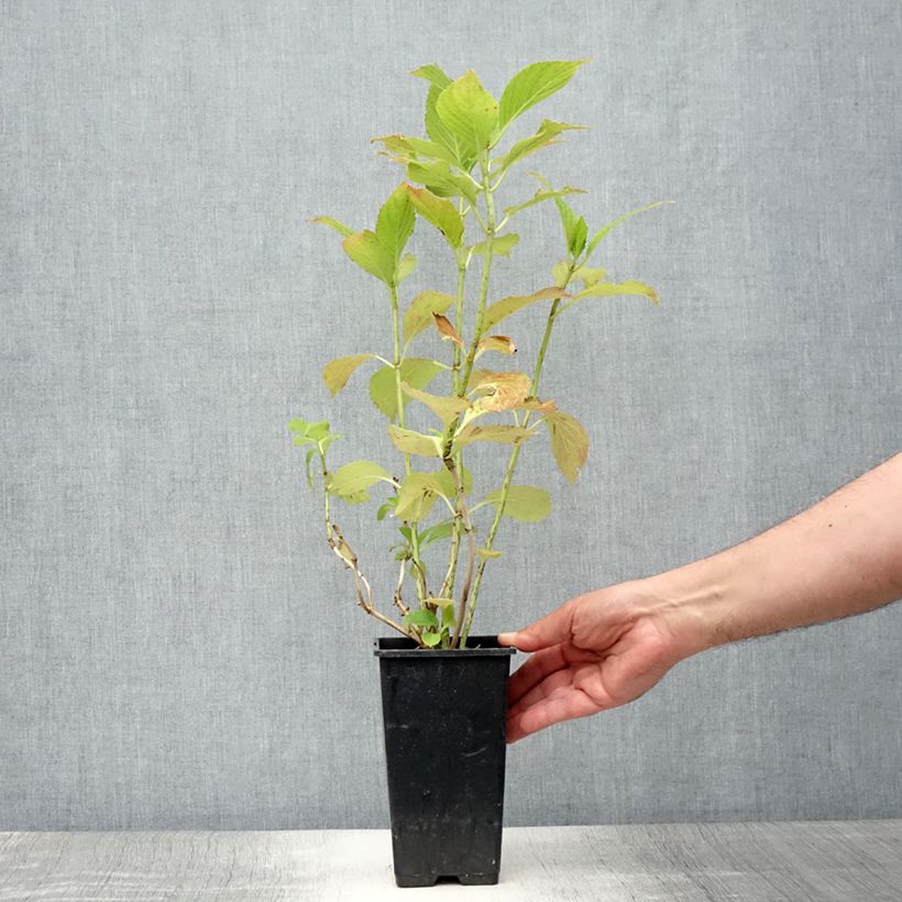Esemplare di Hydrangea macrophylla You & Me 'Inspire' - Ortensia Vaso da 1,5L/2L consegnato in estate
