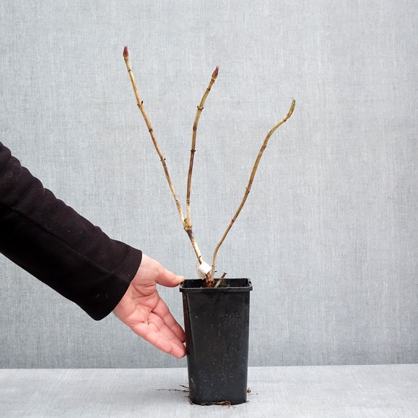 Hydrangea macrophylla You & Me 'Inspire' - Ortensia Vaso da 1,5L/2L esemplare consegnato in inverno