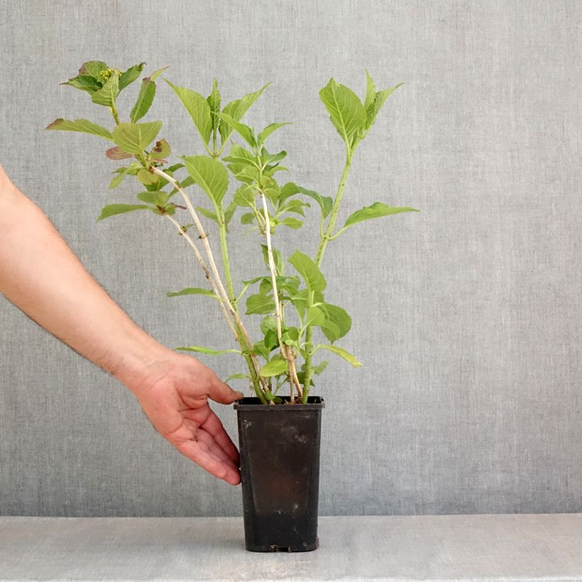 Hydrangea macrophylla You & Me 'Inspire' - Ortensia Vaso da 1,5L/2L esemplare consegnato in primavera