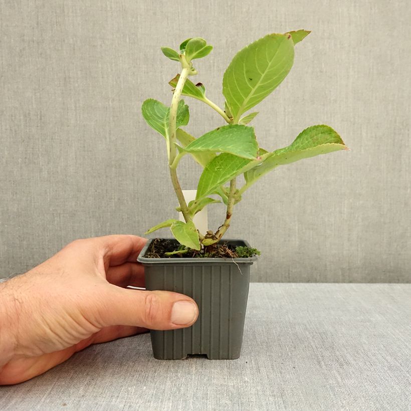 Esemplare di Hydrangea macrophylla You and Me Love Vasetto da 8/9 cm come consegnato in autunno