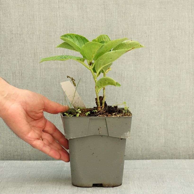 Esemplare di Hydrangea macrophylla You and Me Love Vaso da 2L/3L consegnato in estate