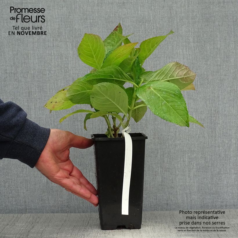 Esemplare di Hydrangea macrophylla You and Me Romance - Ortensia Vaso da 1,5L/2L come consegnato in autunno