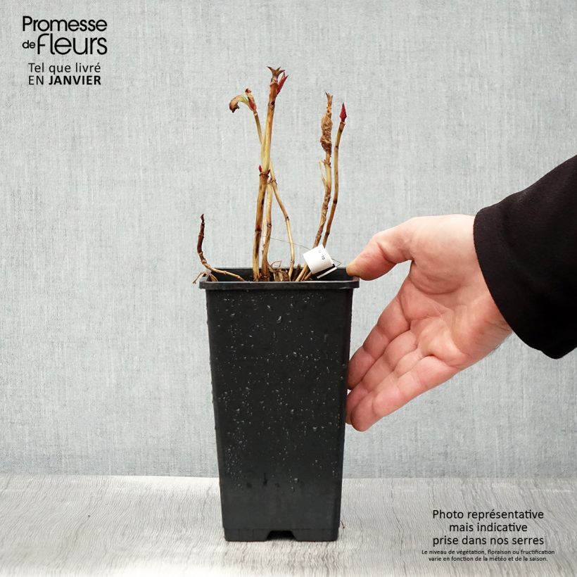 Hydrangea macrophylla You and Me Romance - Ortensia Vaso da 1,5L/2L esemplare consegnato in inverno