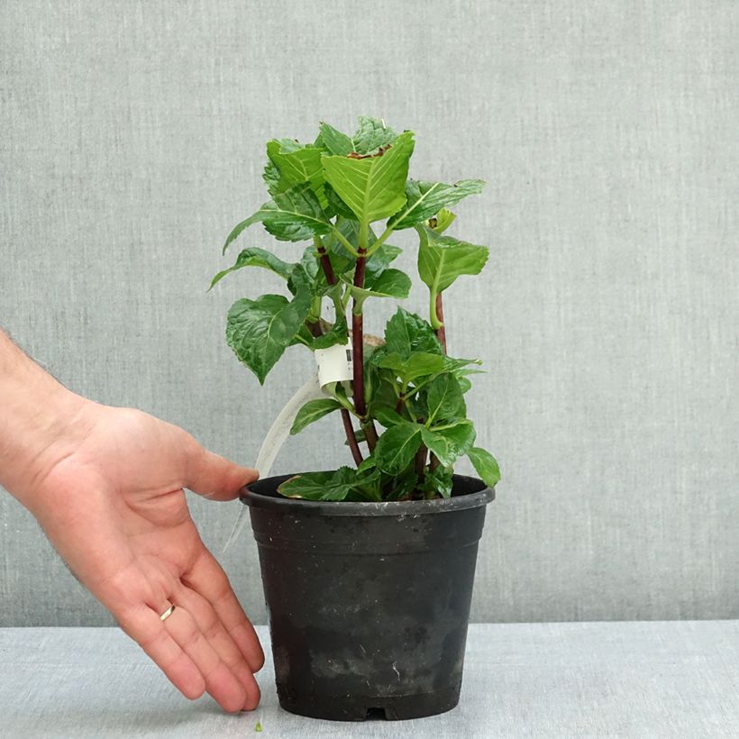 Esemplare di Hydrangea macrophylla Zorro Blue - Ortensia Vaso da 1L/1,5L consegnato in estate