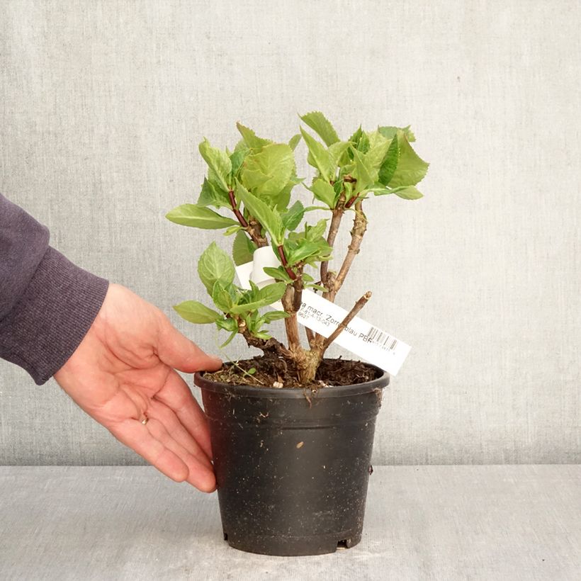 Hydrangea macrophylla Zorro Blue - Ortensia Vaso da 1L/1,5L esemplare consegnato in primavera