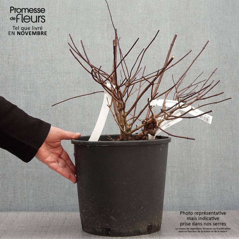 Esemplare di Hydrangea paniculata Diamant Rouge - Ortensia paniculata Vaso da 7,5L/10L come consegnato in autunno