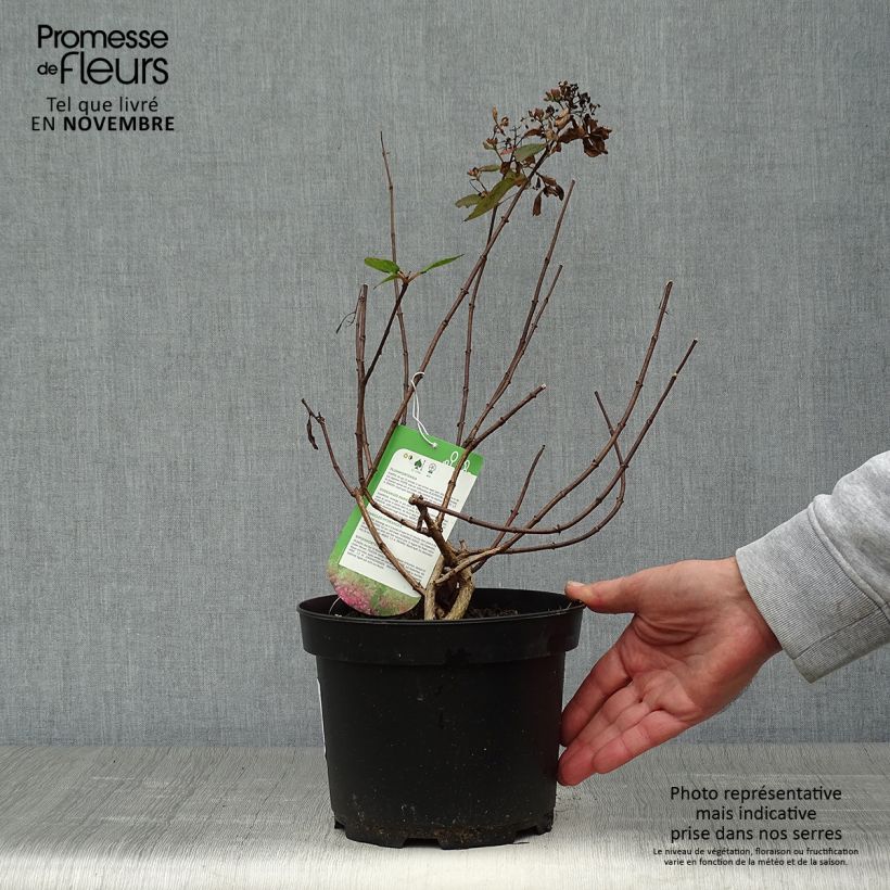 Esemplare di Hydrangea paniculata Diamant Rouge - Ortensia paniculata Vaso da 2L/3L come consegnato in autunno