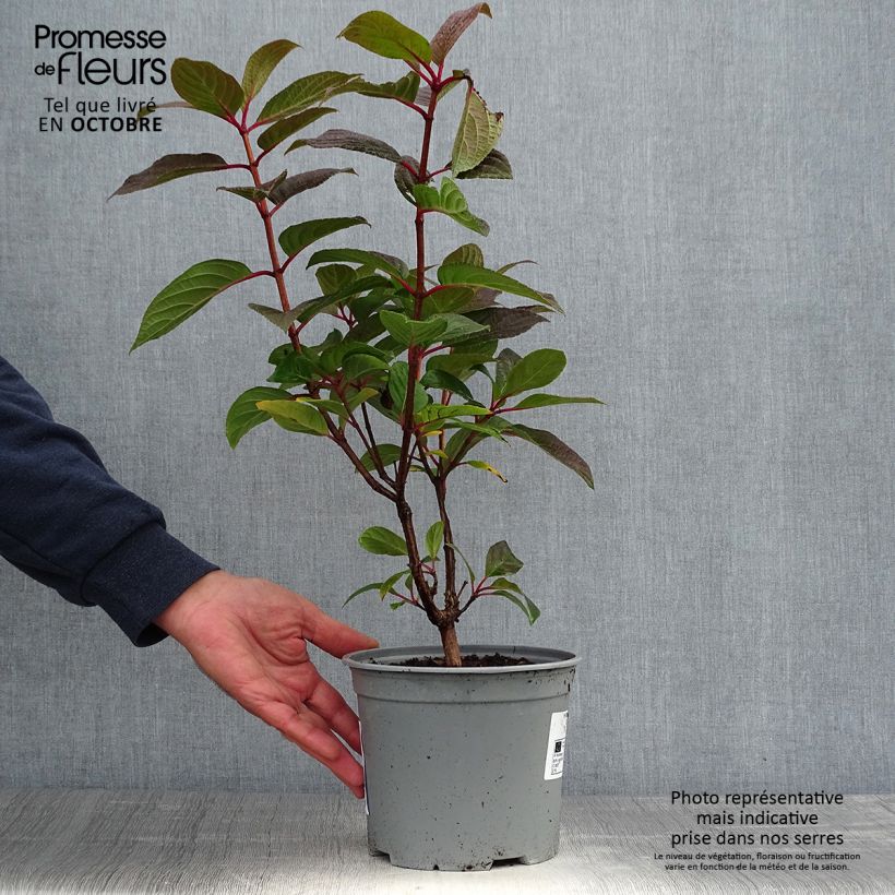 Esemplare di Hydrangea paniculata Early Sensation - Ortensia paniculata Vaso da 3L/4L come consegnato in autunno