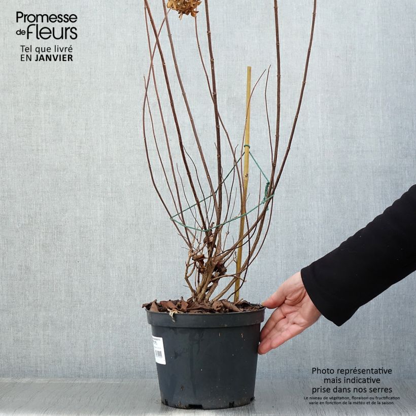 Hydrangea paniculata Graffiti - Ortensia paniculata Vaso da 4L/5L esemplare consegnato in inverno