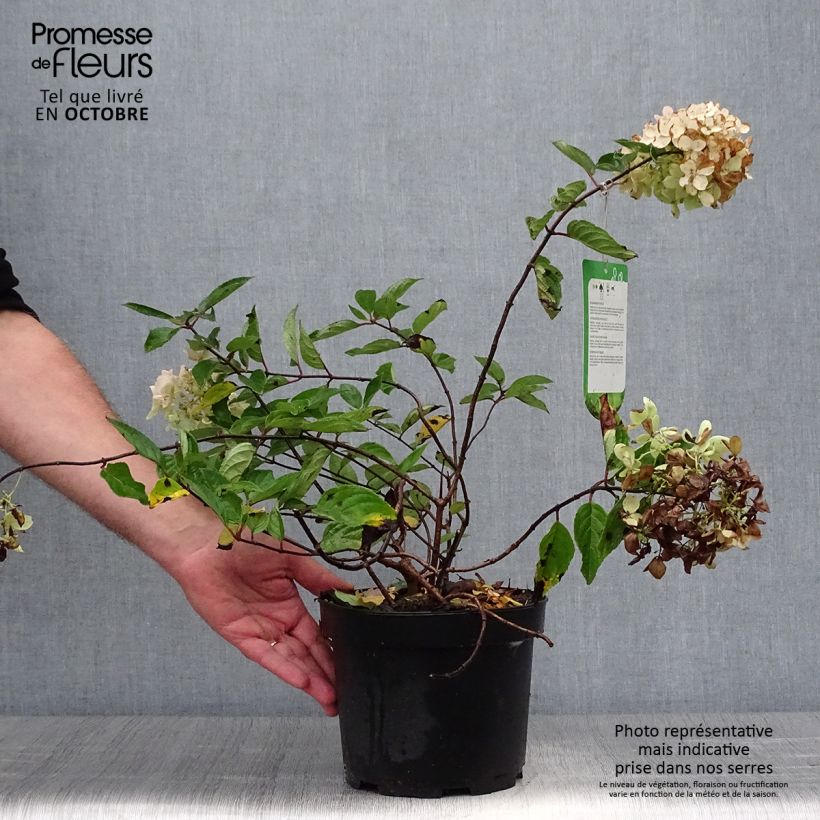 Esemplare di Hydrangea paniculata Grandiflora - Ortensia paniculata Vaso da 3L/4L come consegnato in autunno