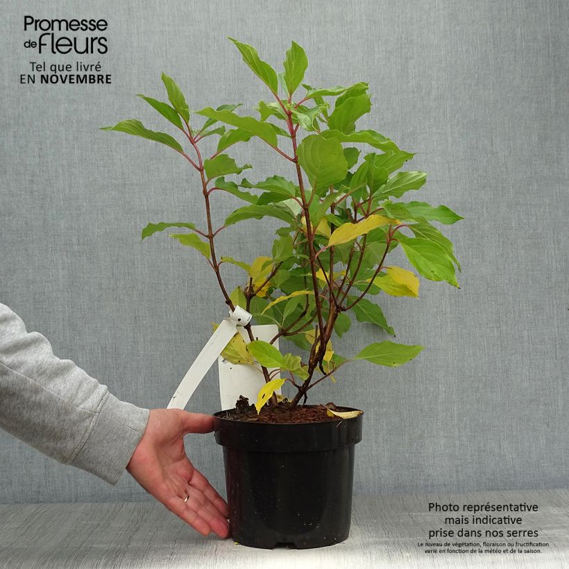 Esemplare di Hydrangea paniculata Great Star Le Vasterival - Ortensia paniculata Vaso da 3L/4L come consegnato in autunno