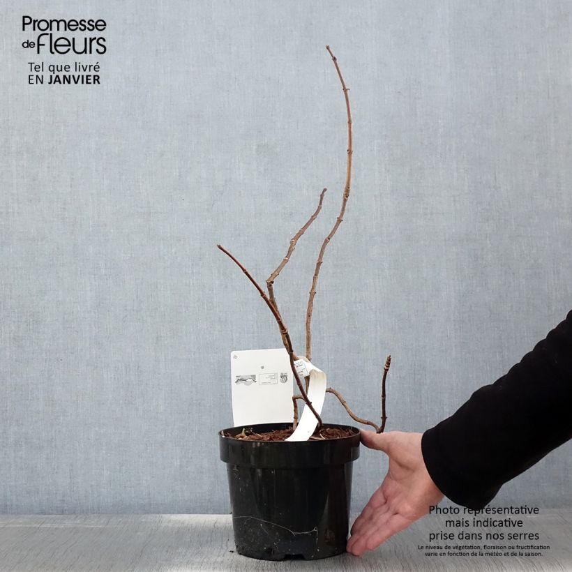 Hydrangea paniculata Great Star Le Vasterival - Ortensia paniculata Vaso da 3L/4L esemplare consegnato in inverno