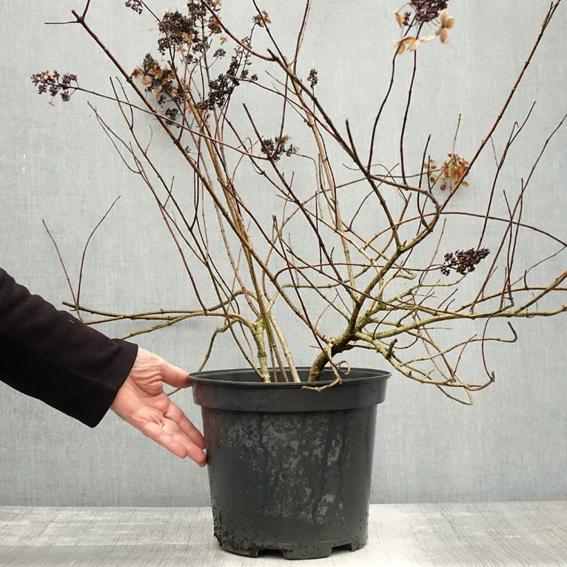 Esemplare di Hydrangea paniculata Kyushu - Ortensia paniculata Vaso da 7,5L/10L come consegnato in autunno
