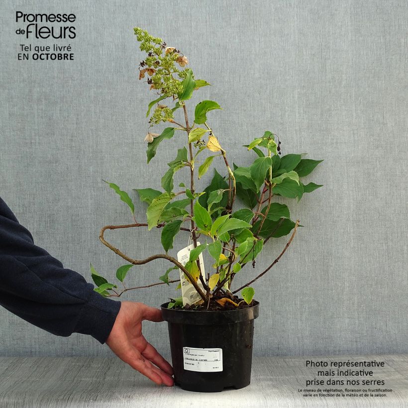Esemplare di Hydrangea paniculata Kyushu - Ortensia paniculata Vaso da 3L/4L come consegnato in autunno