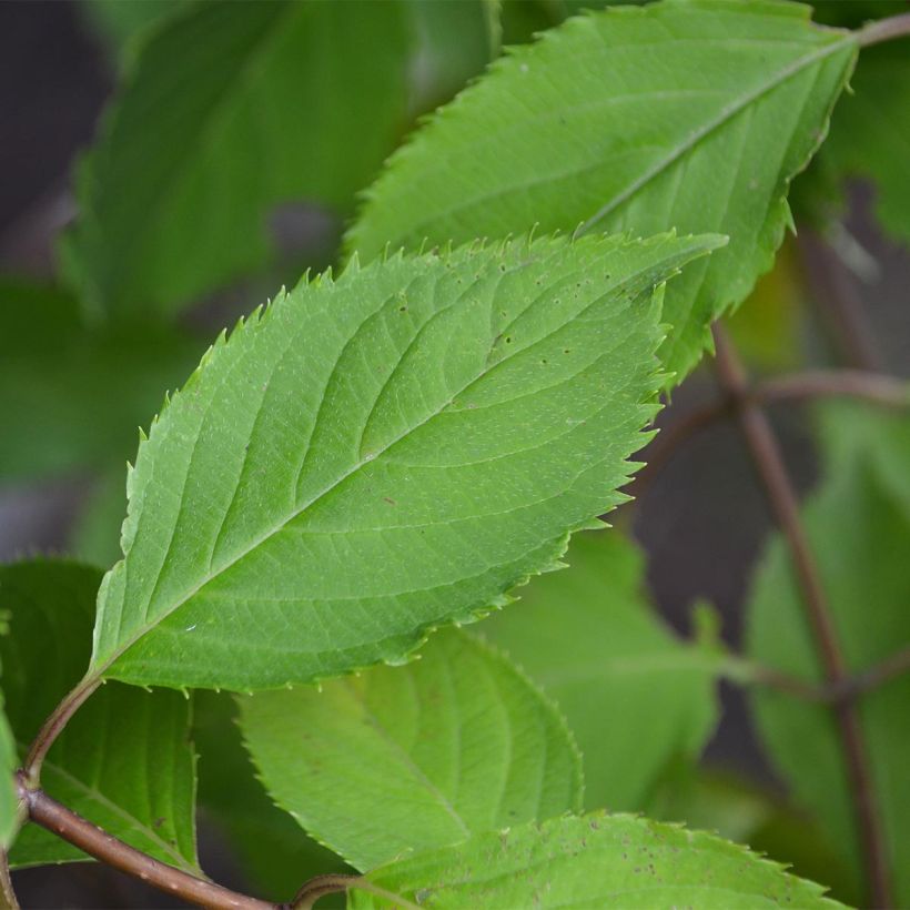 Hydrangea paniculata Levana - Ortensia paniculata (Fogliame)