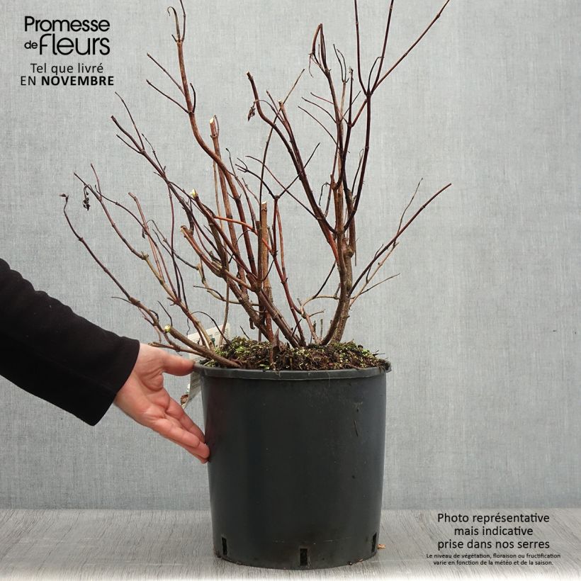 Esemplare di Hydrangea paniculata Levana - Ortensia paniculata Vaso da 7,5L/10L come consegnato in autunno