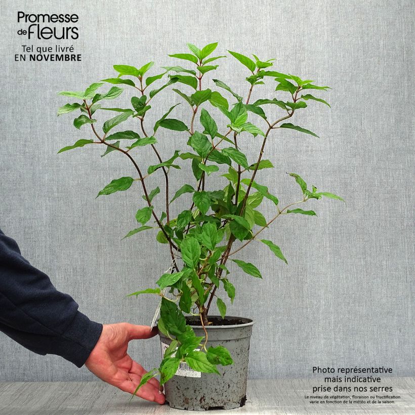Esemplare di Hydrangea paniculata Limelight - Ortensia paniculata Vaso da 3L/4L come consegnato in autunno