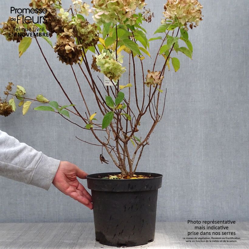 Esemplare di Hydrangea paniculata Limelight - Ortensia paniculata Vaso da 6L/7L come consegnato in autunno