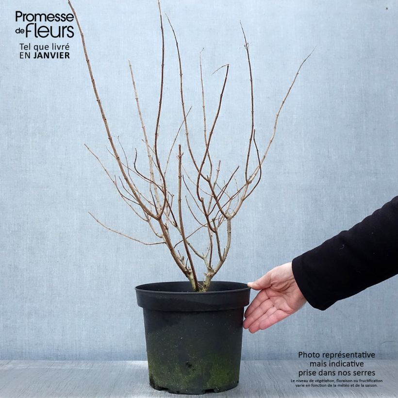 Hydrangea paniculata Limelight - Ortensia paniculata Vaso da 6L/7L esemplare consegnato in inverno