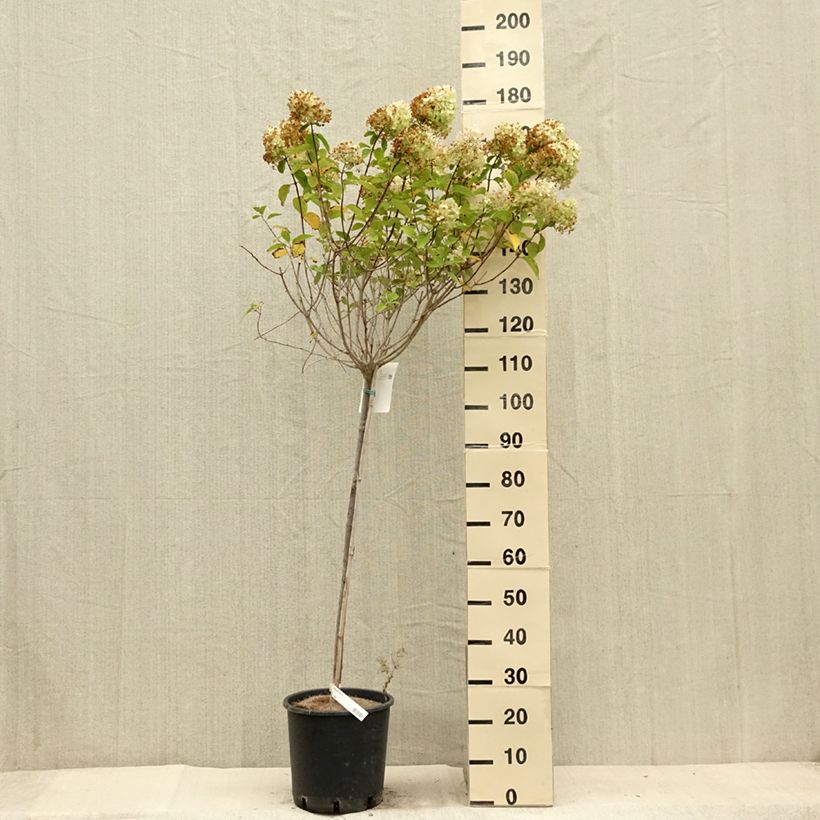 Esemplare di Hydrangea paniculata Limelight - Ortensia paniculata Vaso da 12L/15L consegnato in estate