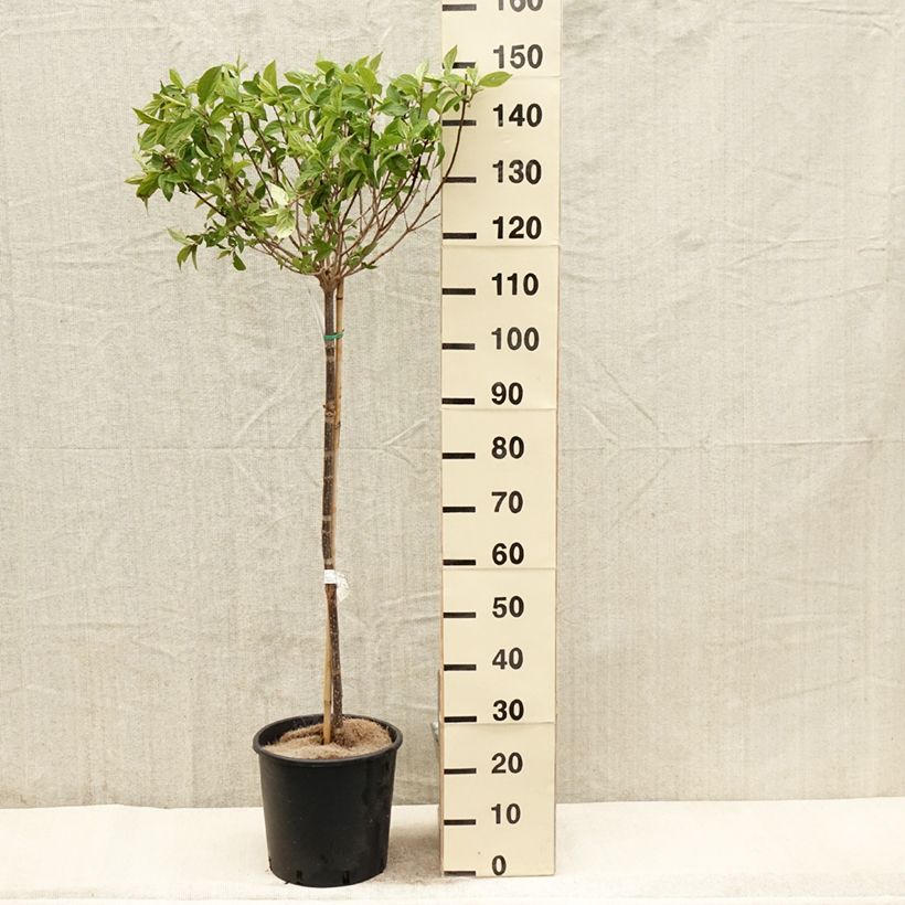 Hydrangea paniculata Limelight - Ortensia paniculata Vaso da 12L/15L esemplare consegnato in primavera