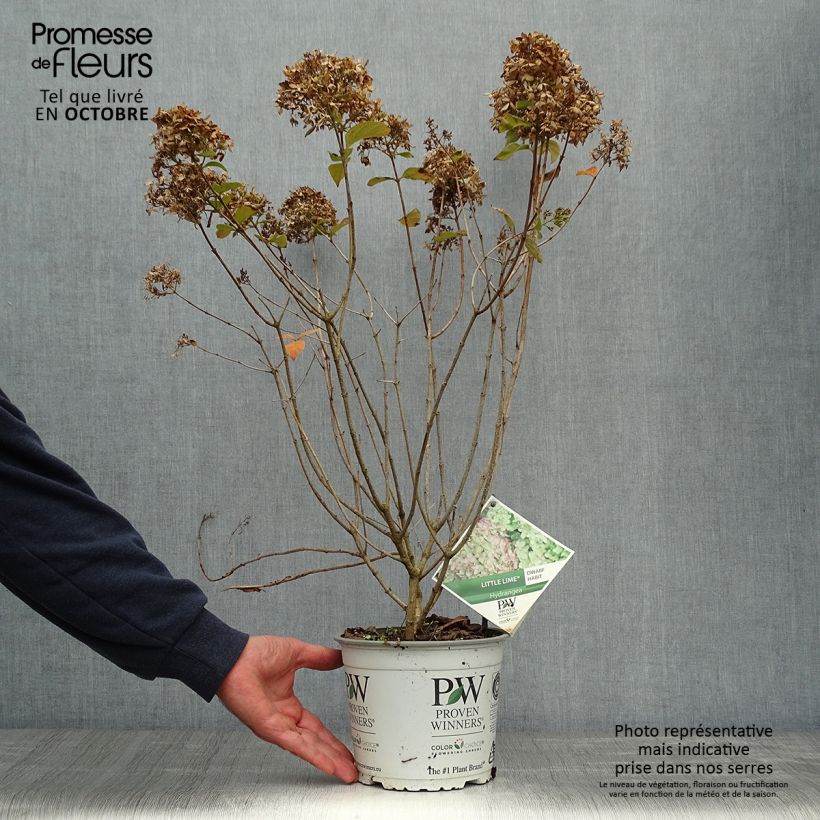 Esemplare di Hydrangea paniculata Little Lime - Ortensia paniculata Vaso da 3L/4L come consegnato in autunno