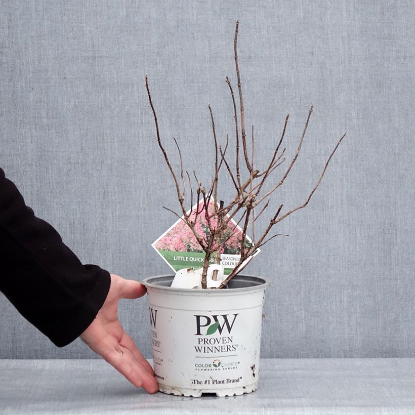 Hydrangea paniculata Little Quick Fire - Ortensia paniculata Vaso da 3L/4L esemplare consegnato in inverno