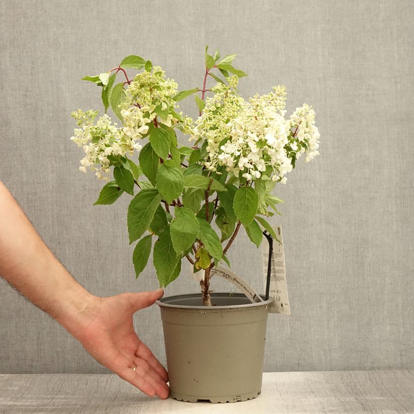 Esemplare di Hydrangea paniculata Magical Mont Blanc - Ortensia paniculata Vaso da 3L/4L consegnato in estate