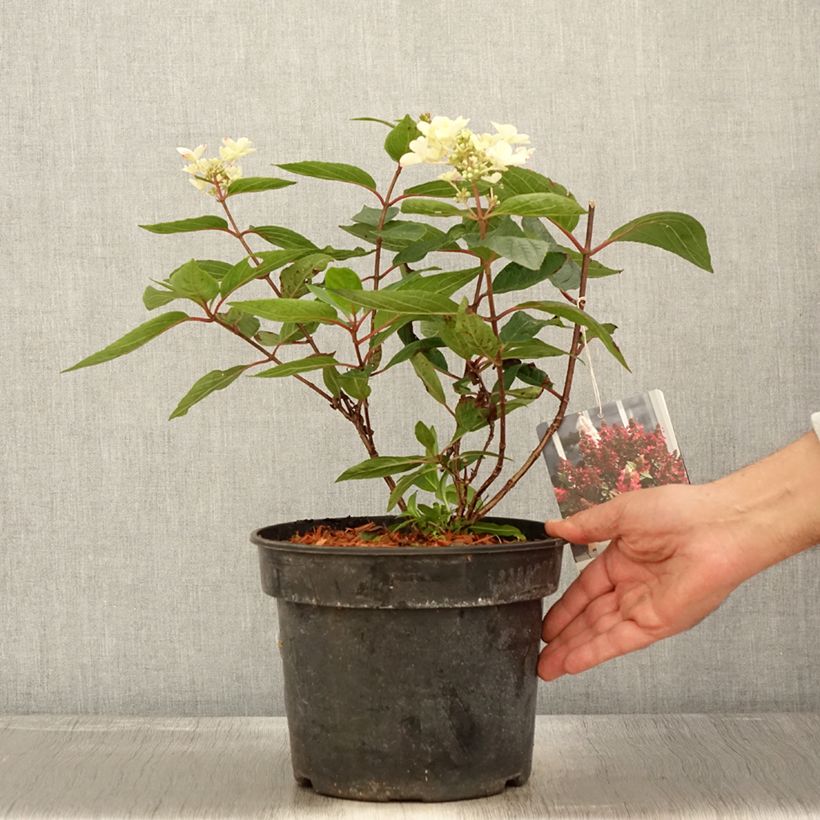 Esemplare di Hydrangea paniculata Magical Vesuvio - Ortensia paniculata Vaso da 4L/5L come consegnato in autunno