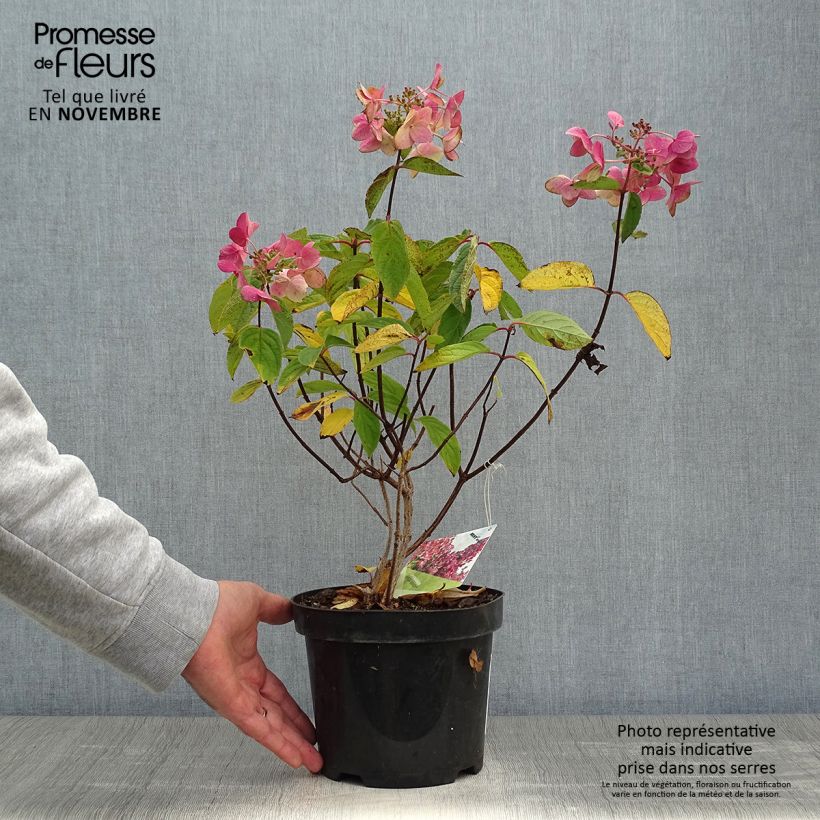 Esemplare di Hydrangea paniculata Mega Mindy - Ortensia paniculata Vaso da 2L/3L come consegnato in autunno