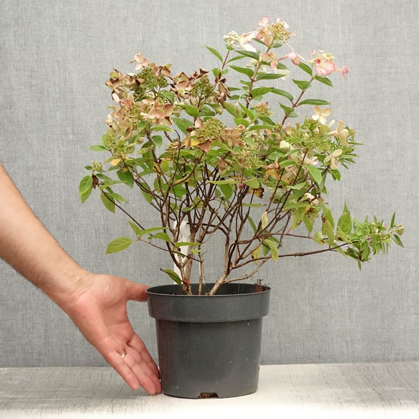 Esemplare di Hydrangea paniculata Pastelgreen - Ortensia paniculata Vaso da 3L/4L consegnato in estate