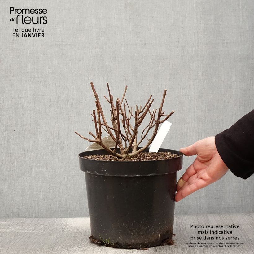 Hydrangea paniculata Pastelgreen - Ortensia paniculata Vaso da 7,5L/10L esemplare consegnato in inverno