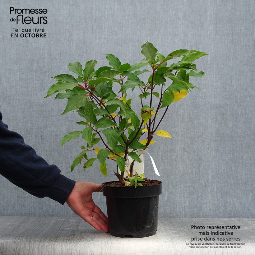 Esemplare di Hydrangea paniculata Phantom - Ortensia paniculata Vaso da 2L/3L come consegnato in autunno