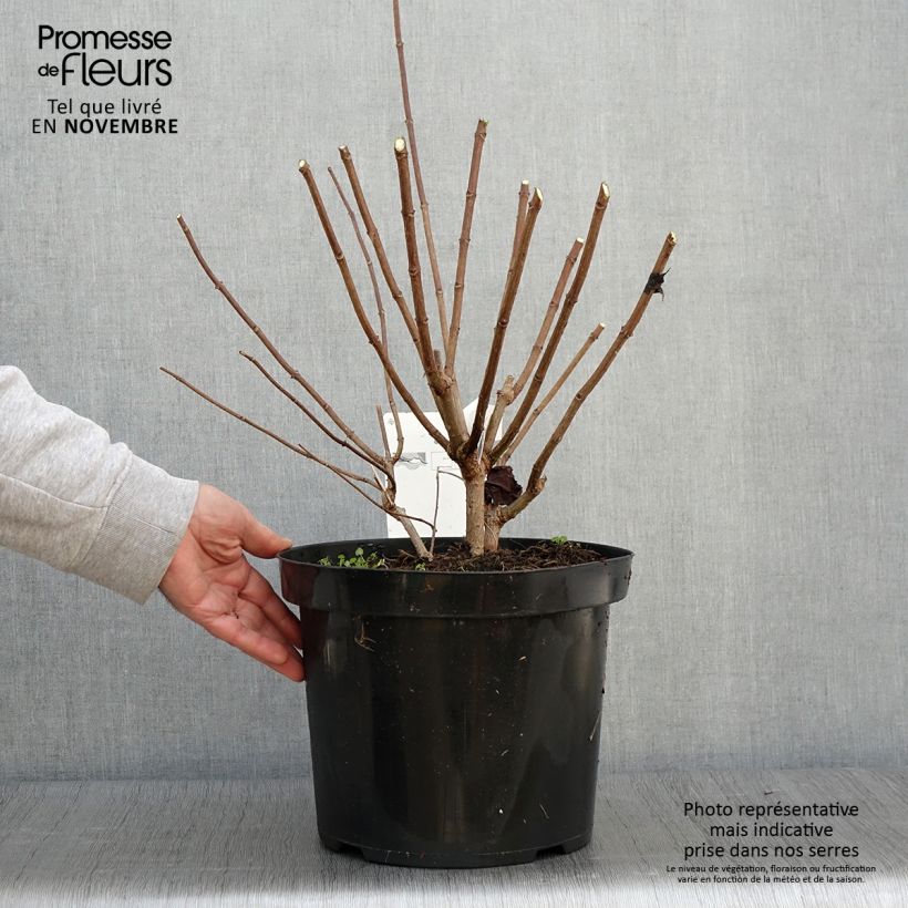 Esemplare di Hydrangea paniculata Phantom - Ortensia paniculata Vaso da 7,5L/10L come consegnato in autunno