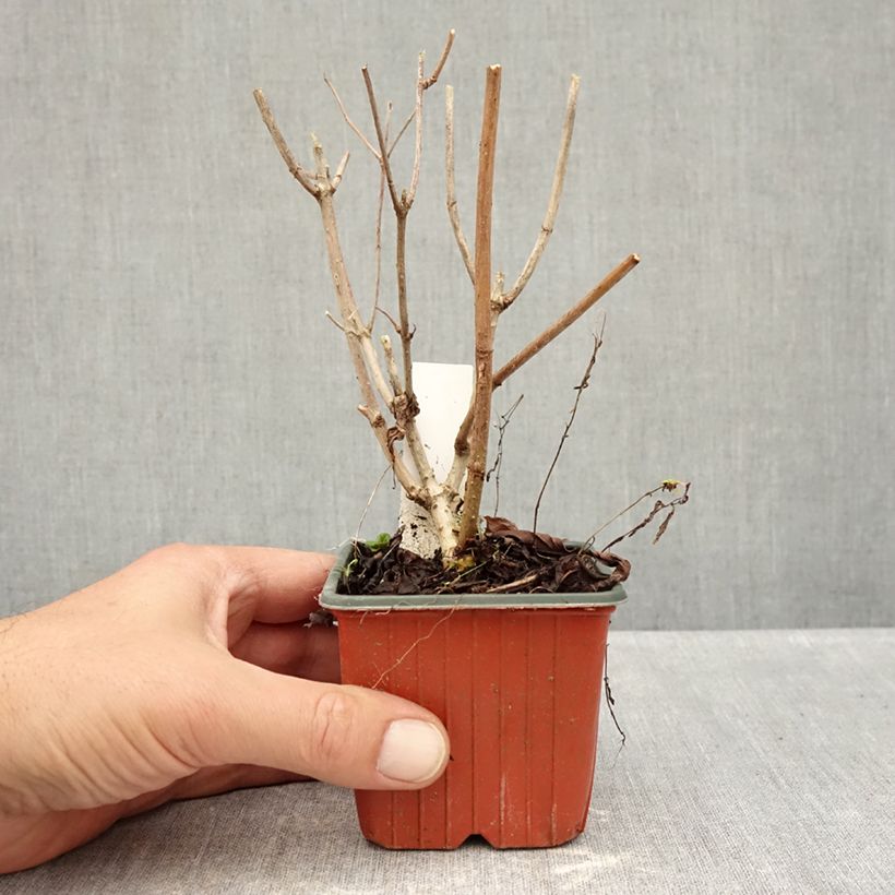 Esemplare di Hydrangea paniculata Pink Diamond - Ortensia paniculata Vasetto da 8/9 cm come consegnato in autunno