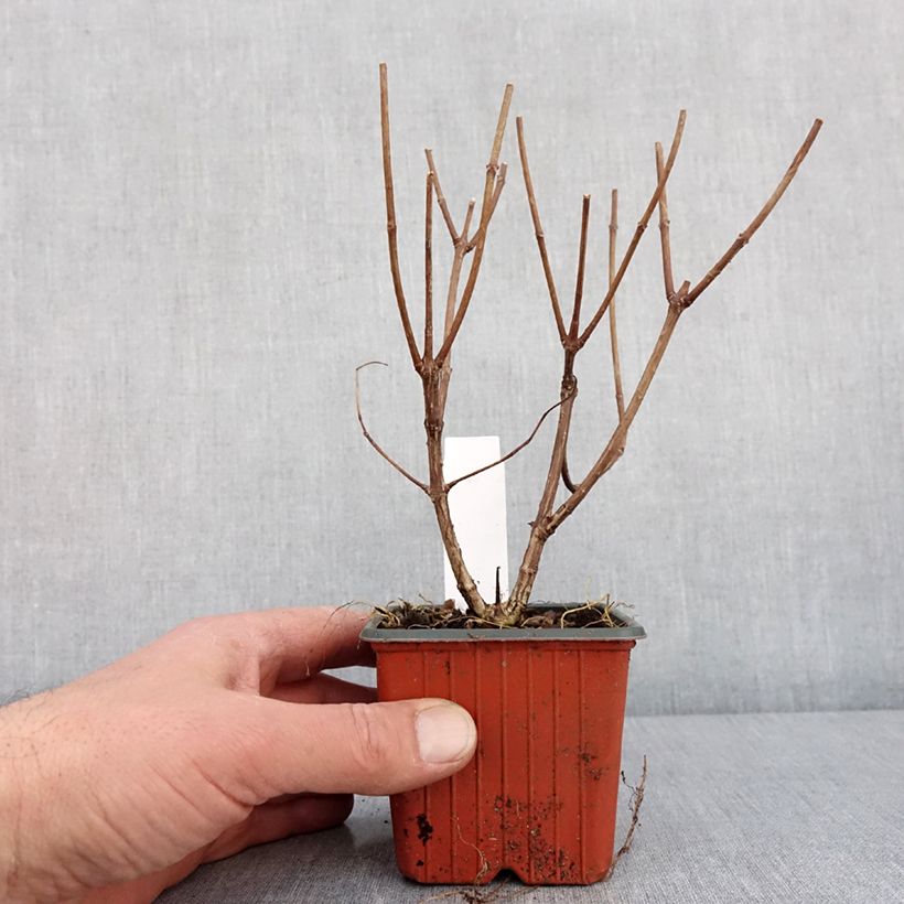 Hydrangea paniculata Pink Diamond - Ortensia paniculata Vasetto da 8/9 cm esemplare consegnato in inverno