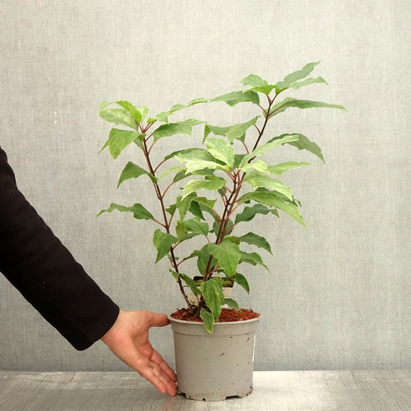 Esemplare di Hydrangea paniculata Shikoku Flash - Ortensia paniculata Vaso da 3L/4L come consegnato in autunno