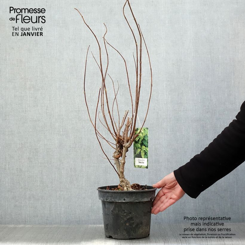 Hydrangea paniculata Shikoku Flash - Ortensia paniculata Vaso da 3L/4L esemplare consegnato in inverno