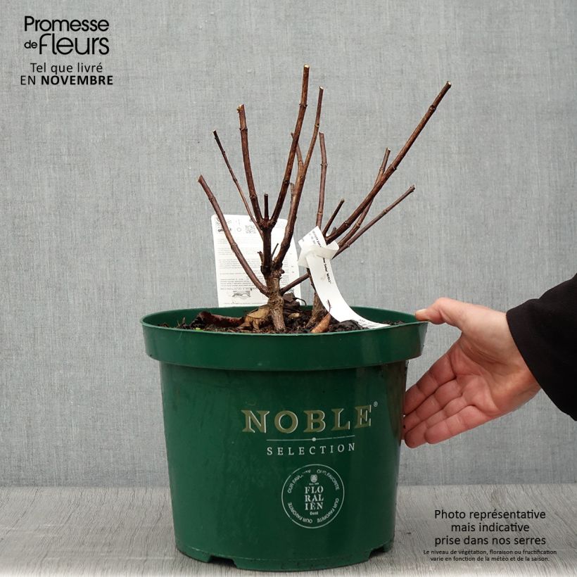 Esemplare di Hydrangea paniculata Silver Dollar - Ortensia paniculata Vaso da 7,5L/10L come consegnato in autunno