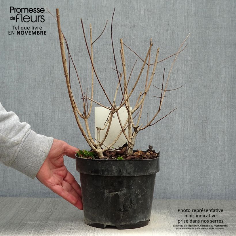 Esemplare di Hydrangea paniculata Sundae Fraise - Ortensia paniculata Vaso da 2L/3L come consegnato in autunno