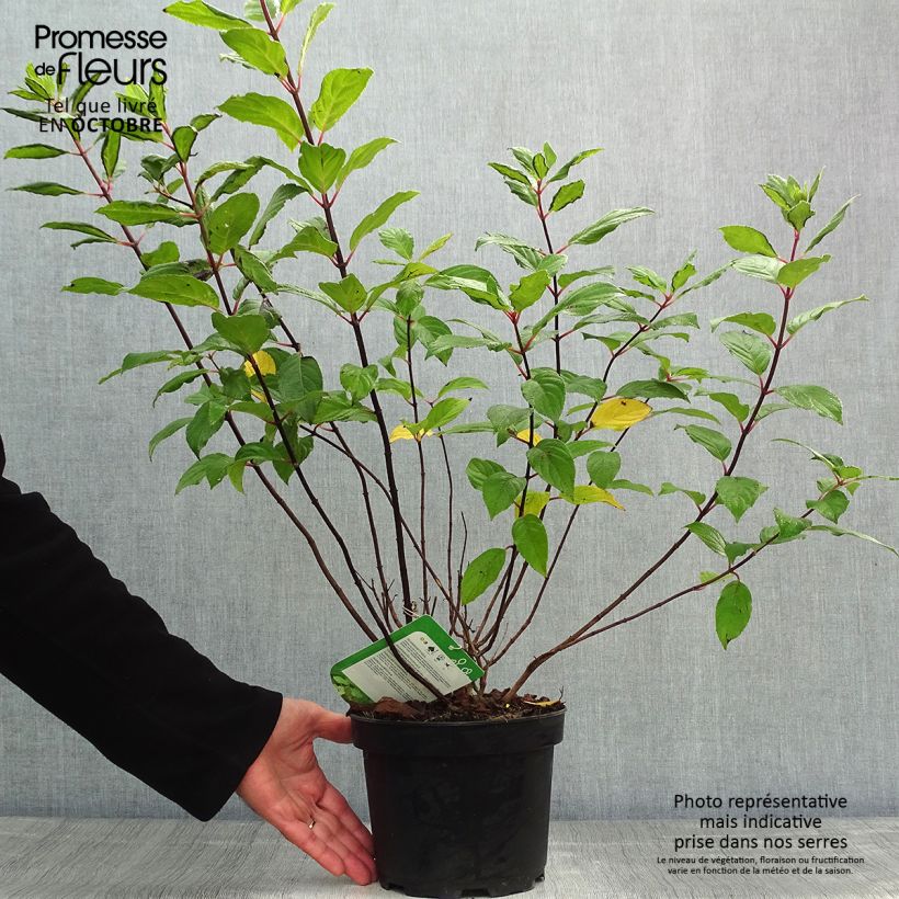 Esemplare di Hydrangea paniculata Unique - Ortensia paniculata Vaso da 2L/3L come consegnato in autunno
