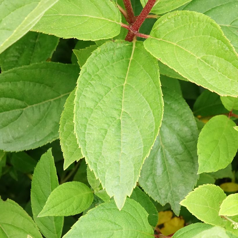 Hydrangea paniculata Unique - Ortensia paniculata (Fogliame)