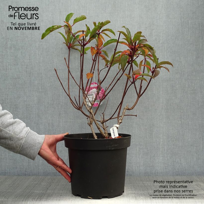 Esemplare di Hydrangea paniculata Vanille Fraise - Ortensia paniculata Vaso da 7,5L/10L come consegnato in autunno