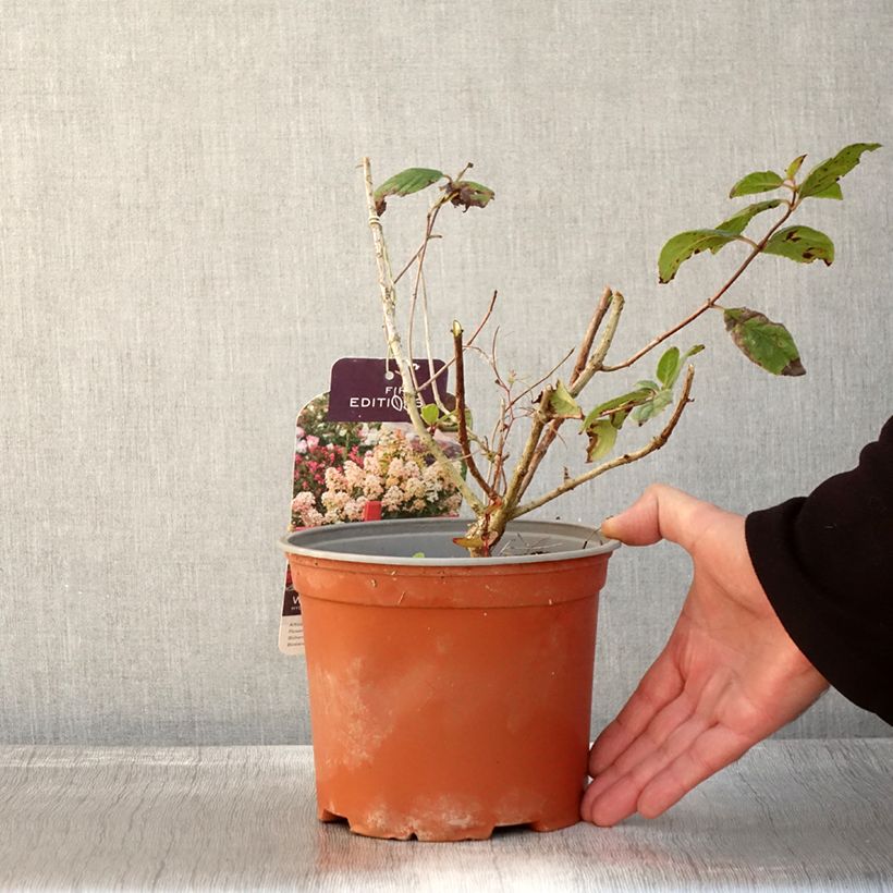 Esemplare di Hydrangea paniculata White Diamond - Ortensia paniculata Vaso da 3L/4L come consegnato in autunno