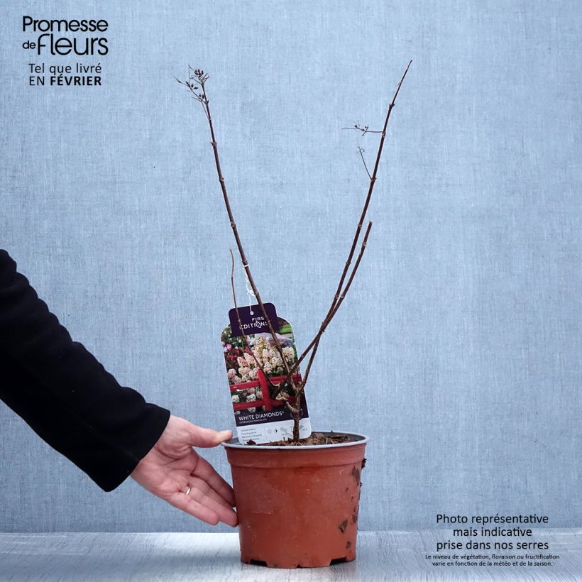 Hydrangea paniculata White Diamond - Ortensia paniculata Vaso da 3L/4L esemplare consegnato in inverno