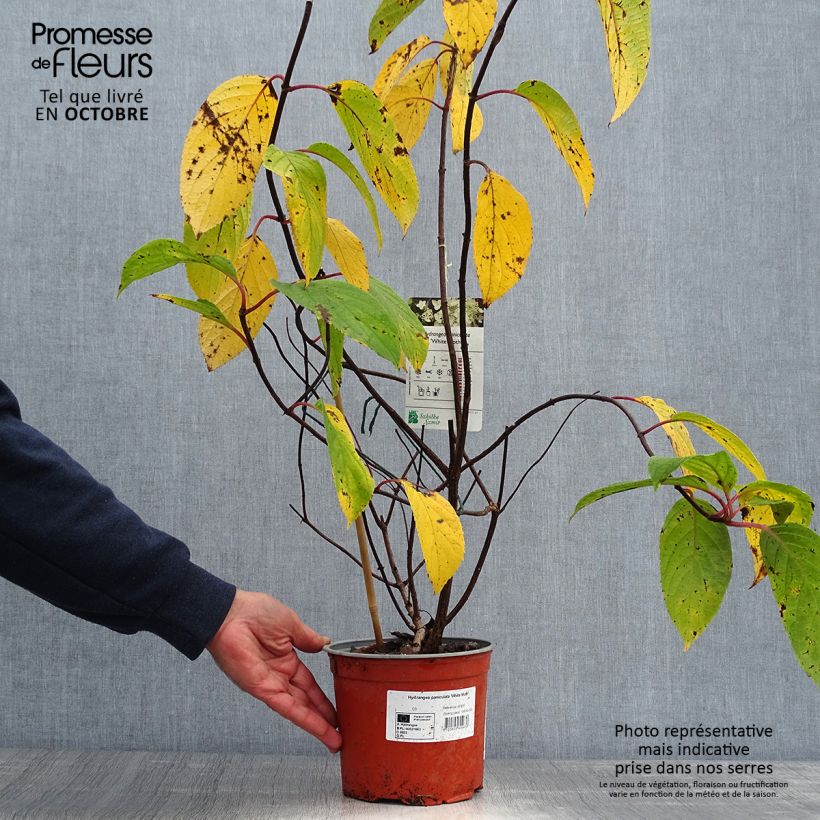 Esemplare di Hydrangea paniculata White Moth - Ortensia paniculata Vaso da 2L/3L come consegnato in autunno