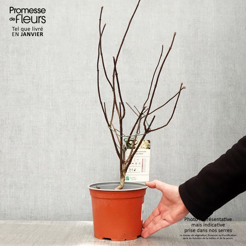 Hydrangea paniculata White Moth - Ortensia paniculata Vaso da 2L/3L esemplare consegnato in inverno