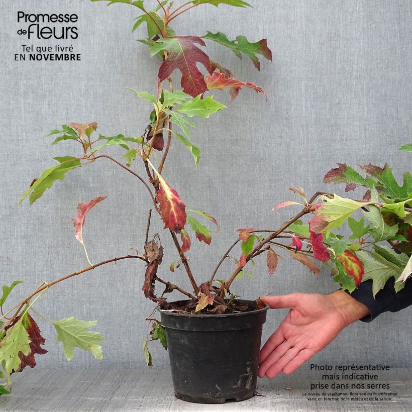 Esemplare di Hydrangea quercifolia Ice Crystal - Ortensia a foglie di quercia Vaso da 4L/5L come consegnato in autunno